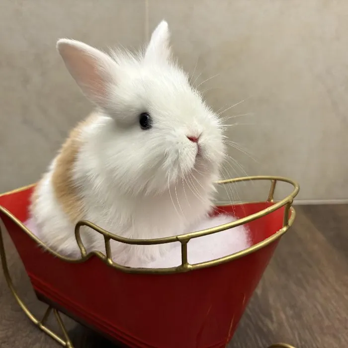 default-pet-img