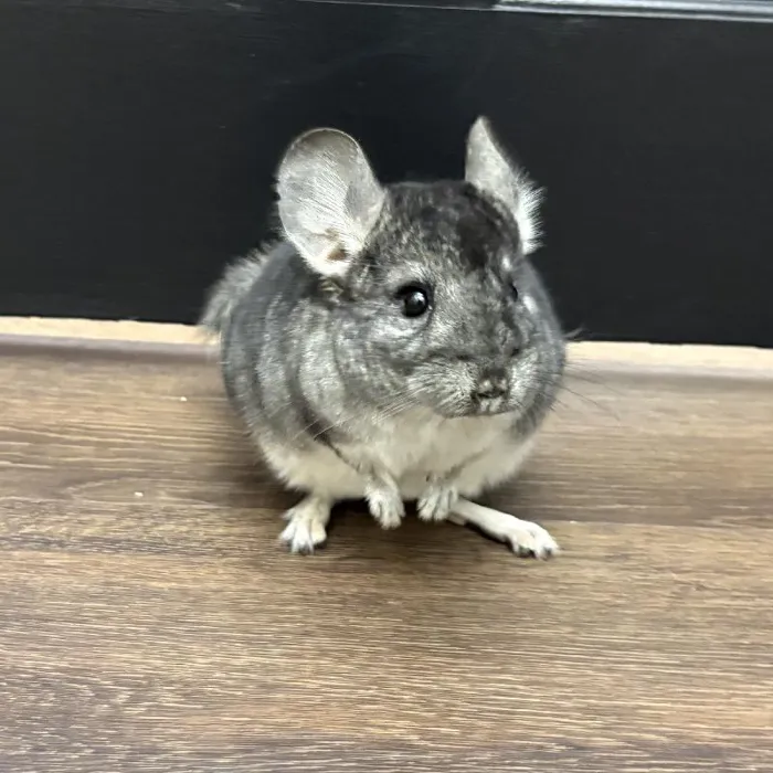 default-pet-img