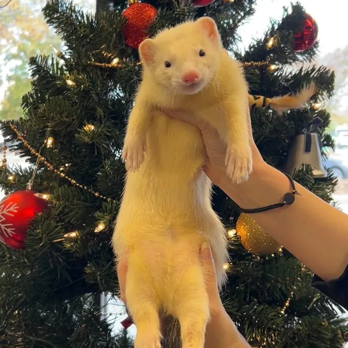 default-pet-img