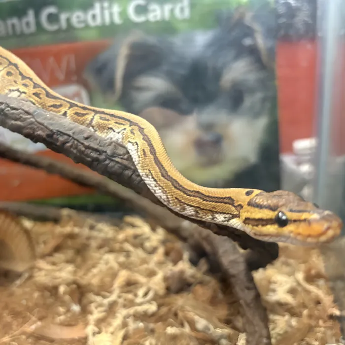 default-pet-img