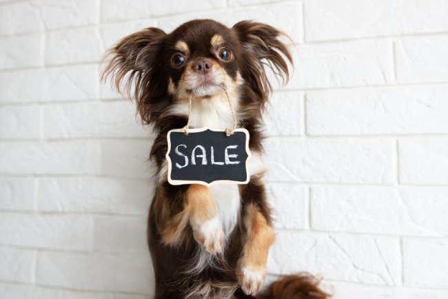 Available Puppies for Sale in Valdosta, GA