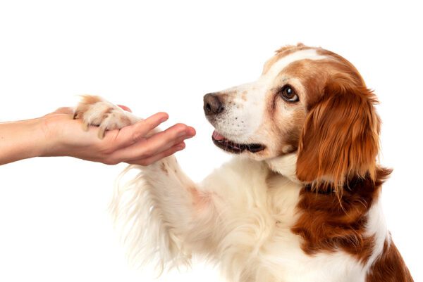 Petland Valdosta Gives Back