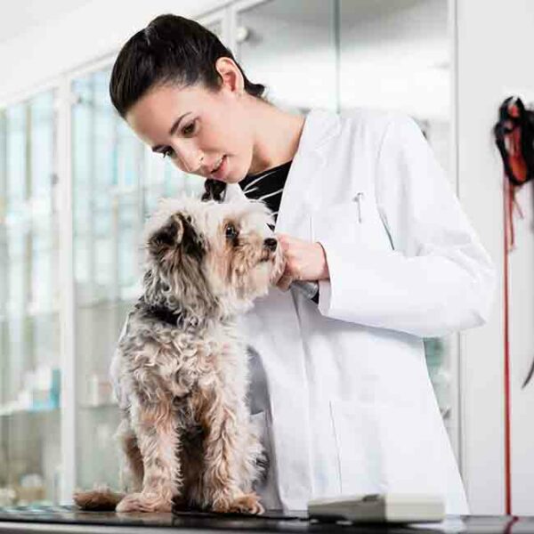 Expert Vet Care at Petland Valdosta