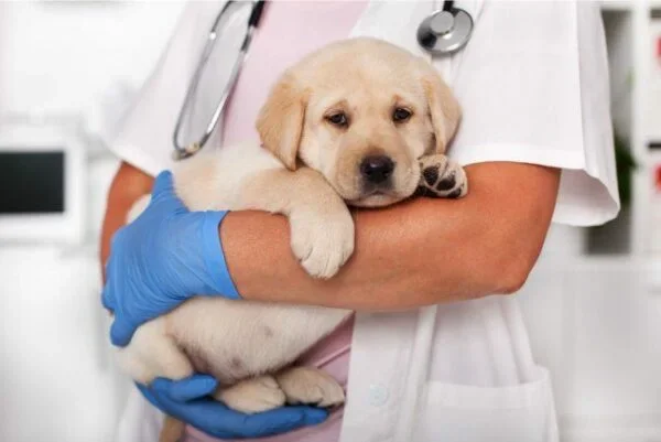 Learn More about Petland's Breeder Requirements