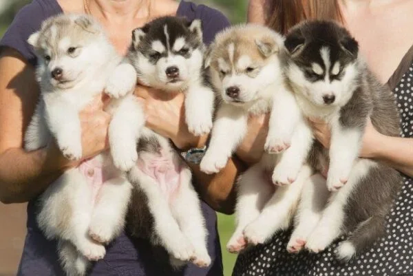Petland Valdosta Puppies come from USDA Licensed Breeders