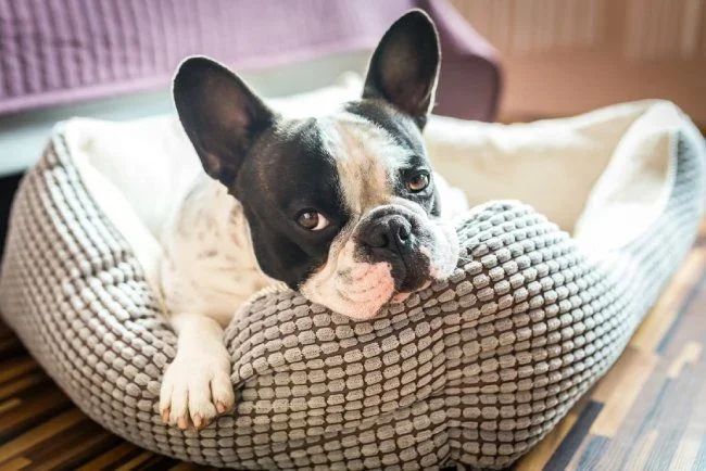 Shop Dog Supplies at Petland Valdosta
