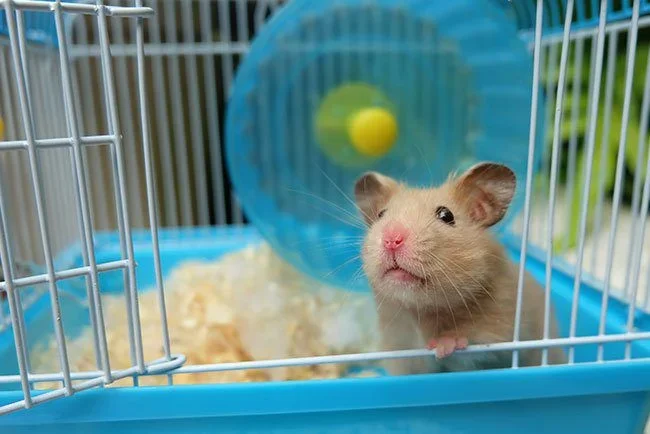 Small Animal Supplies & Accessories in Valdosta, GA