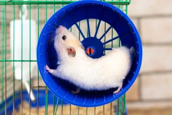 Shop Animal Supplies for Sale in Valdosta, GA