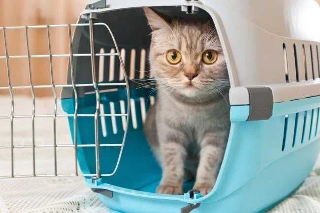 Shop Cat Supplies at Petland Valdosta
