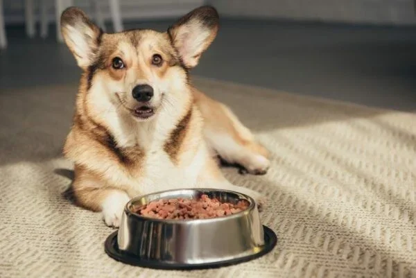 Shop Premium Dog Food at Peltand Valdosta