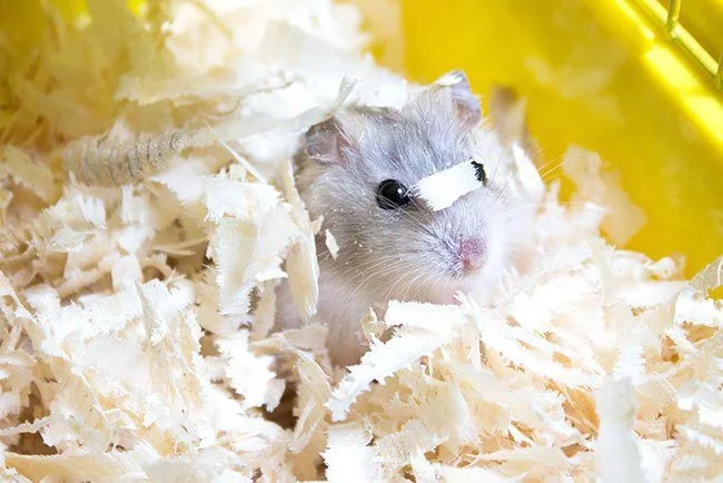 Small Animal Supplies Available at Petland Valdosta