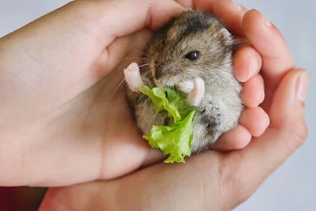 Small Animal Food for Sale at Petland Valdosta