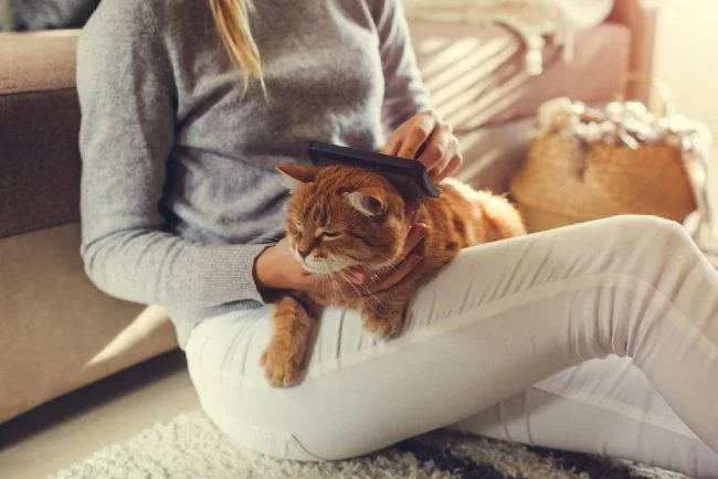 Shop Cat Grooming Supplies at Petland Valdosta